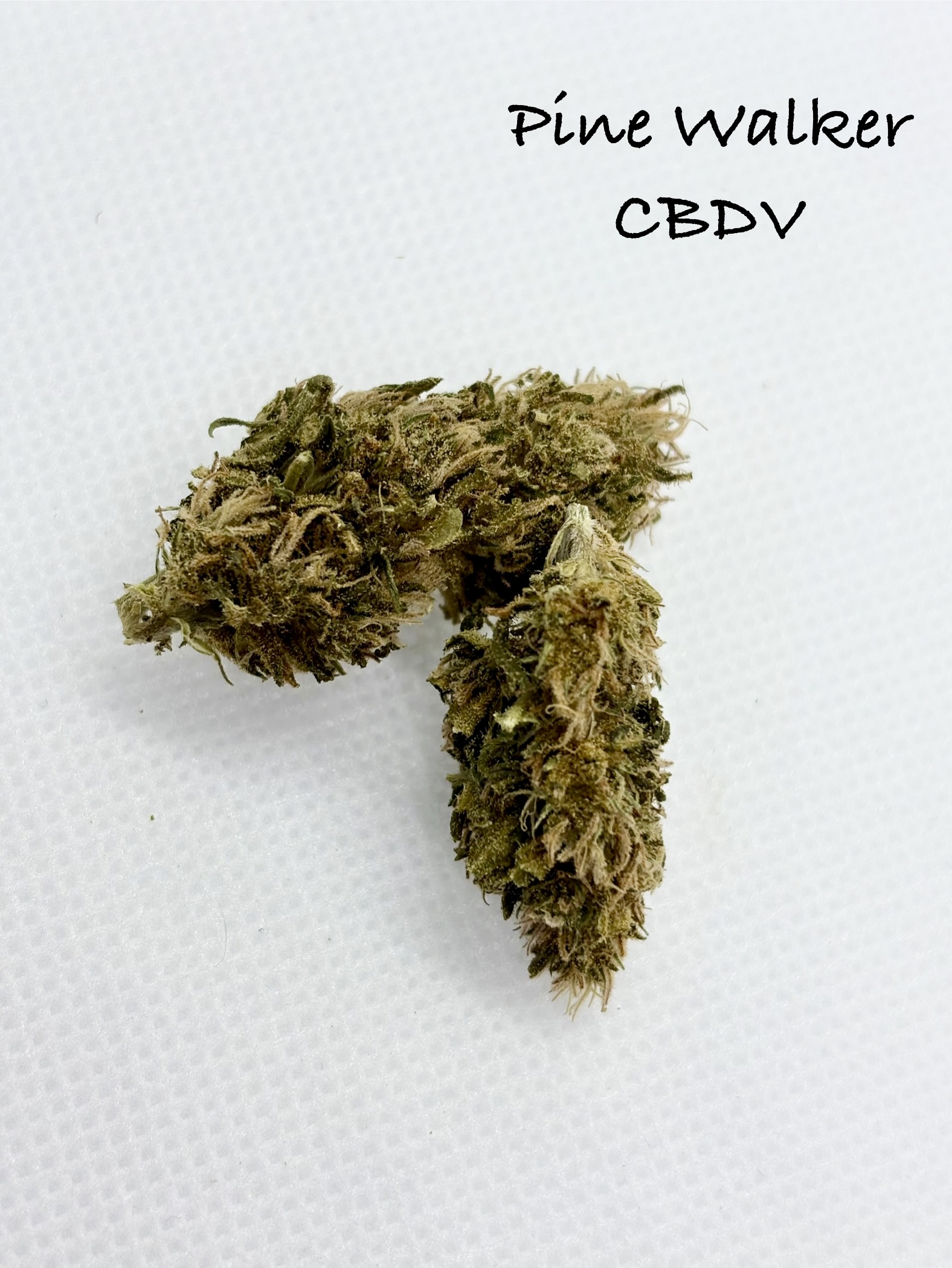 two buds of pine walker cbdv on a white background