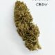 a bud of forbidden cbdv on a white background